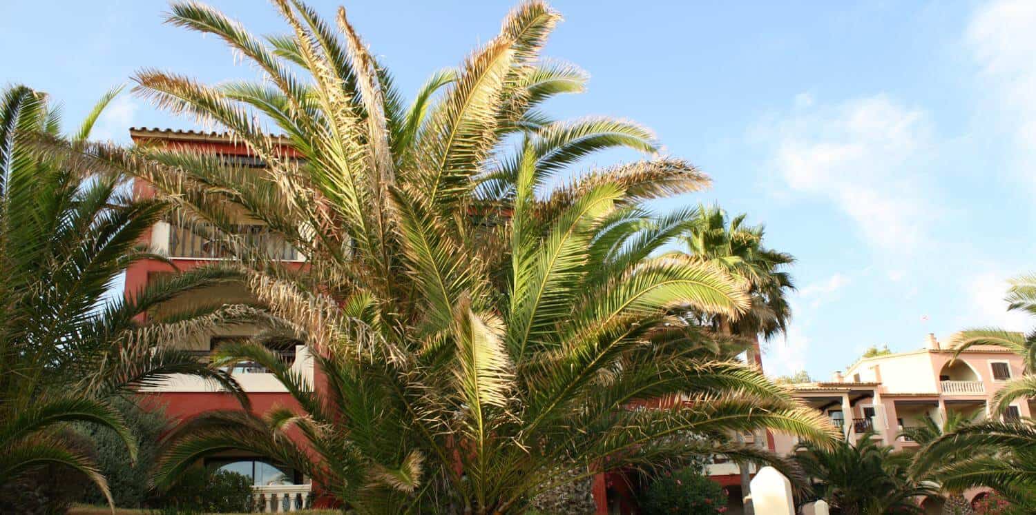 paguera