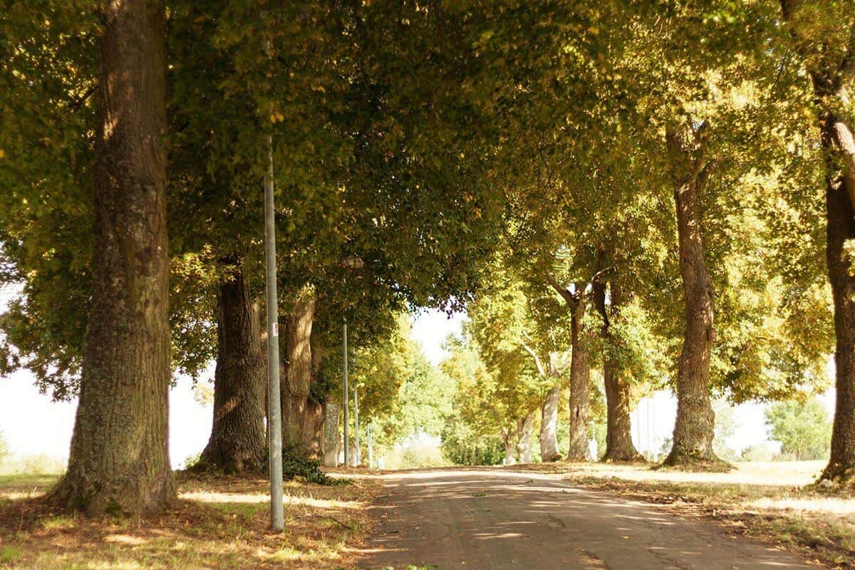 Location Sargenroth