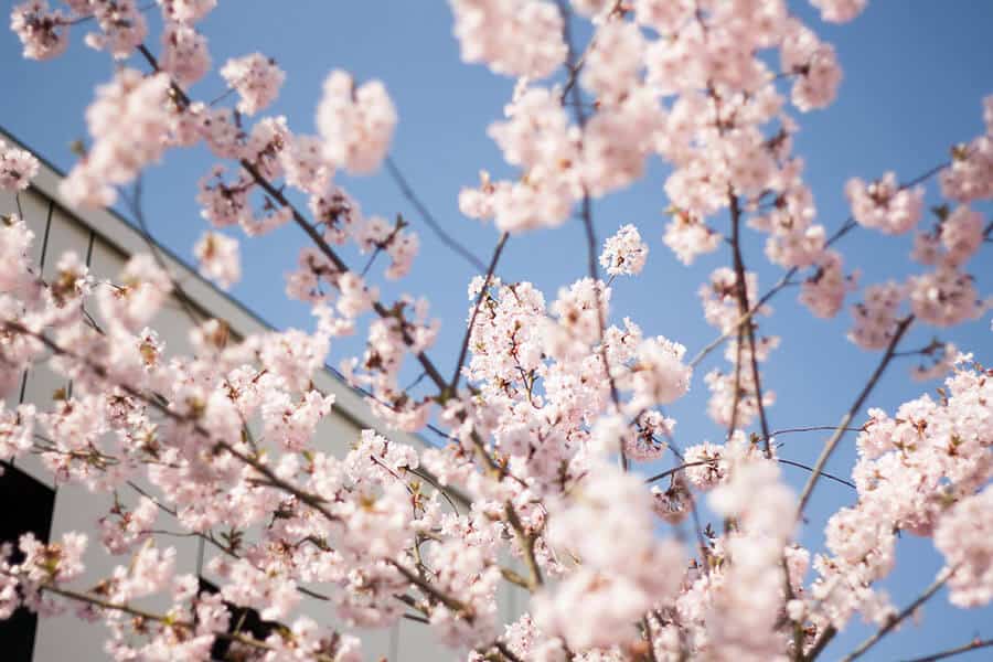 Frühling