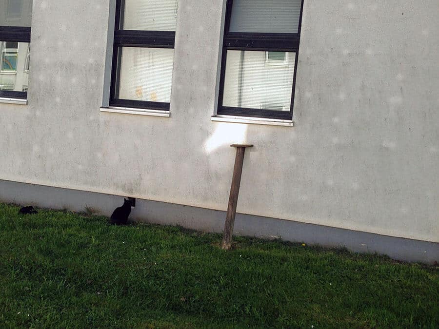 Campus Katze