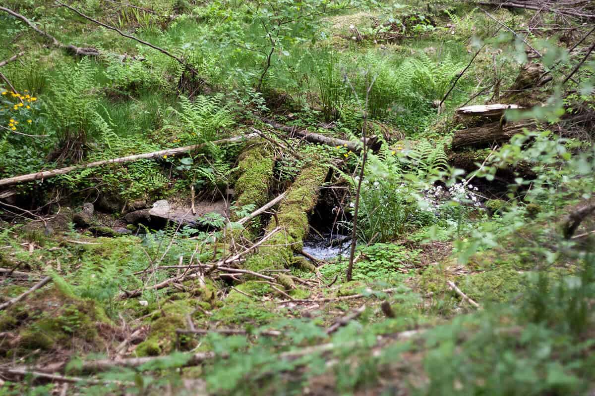 Nationalpark Hunsrück-Hochwald