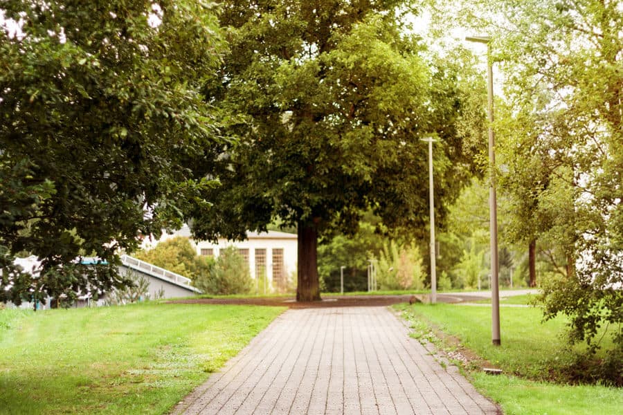 Ich mag den Baum :>.