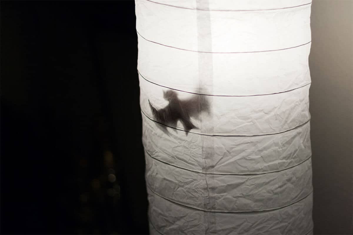 Feldermäuse in der Lampe