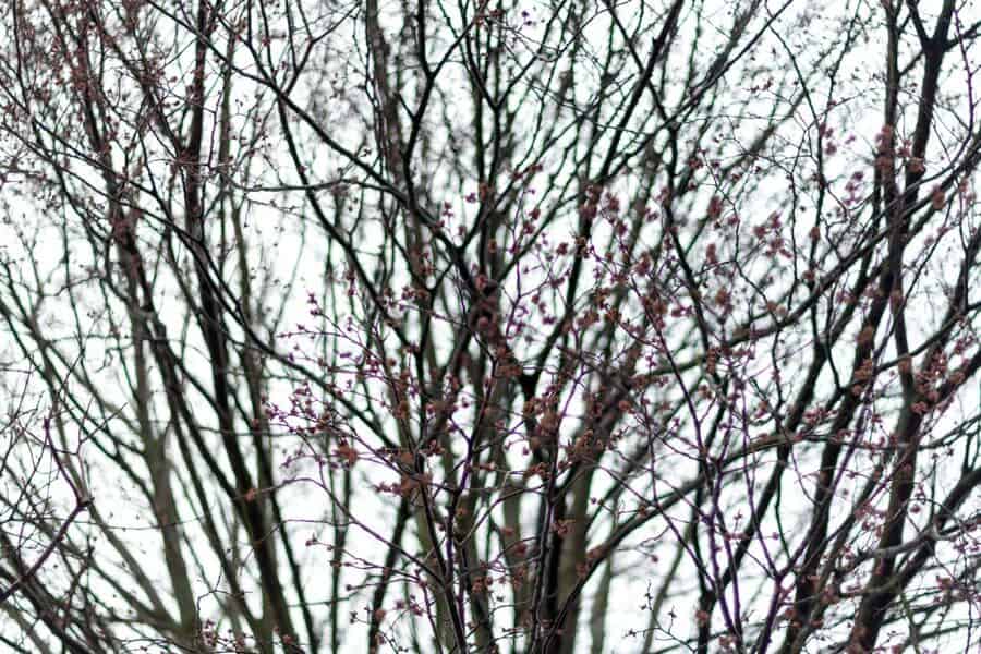 Ein Baum in Kerkrade