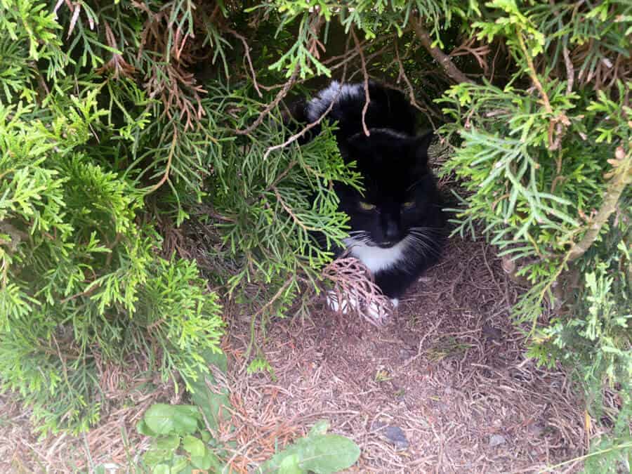 Bei den Eltern angekommen und zuerst die Katze gesucht. Gelegen hat sich in Büschen.