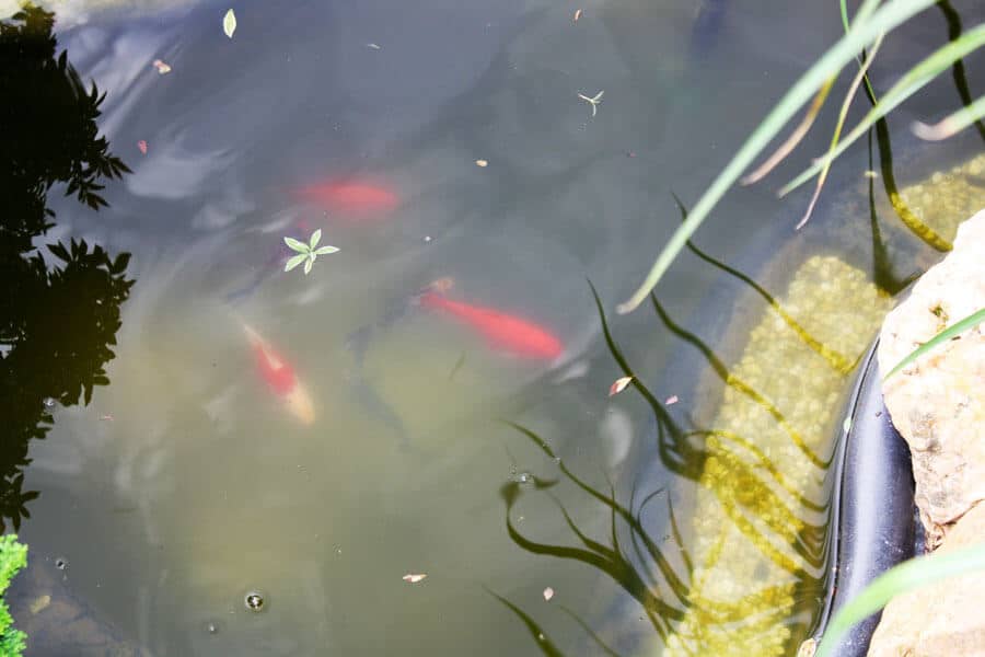 Hallo Fische!