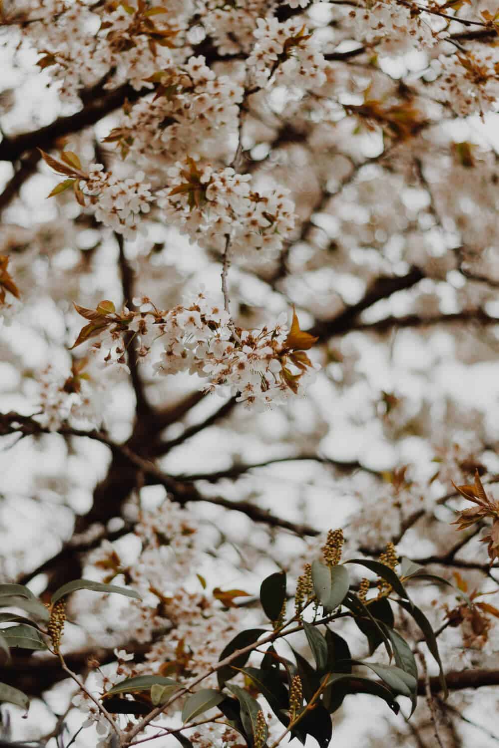 Blüten im Garten.