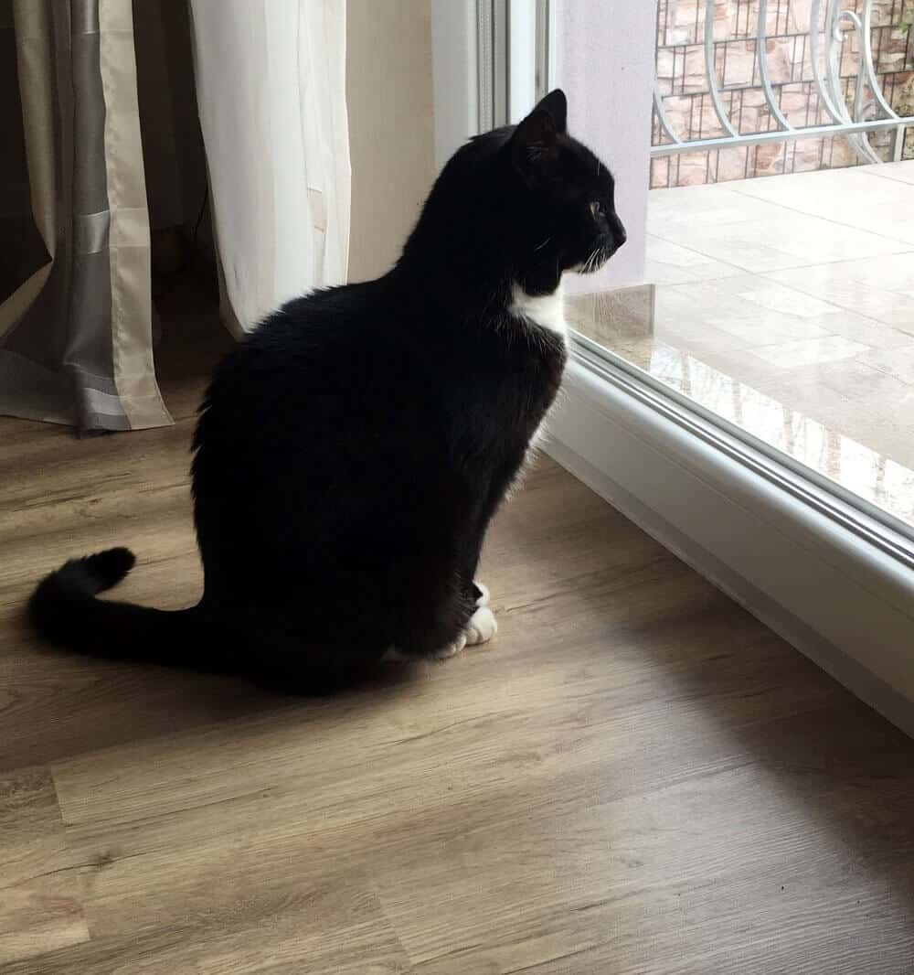 Meine kleine Mietzekatze.