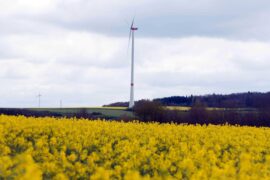 Geierlay Natur Hunsrück