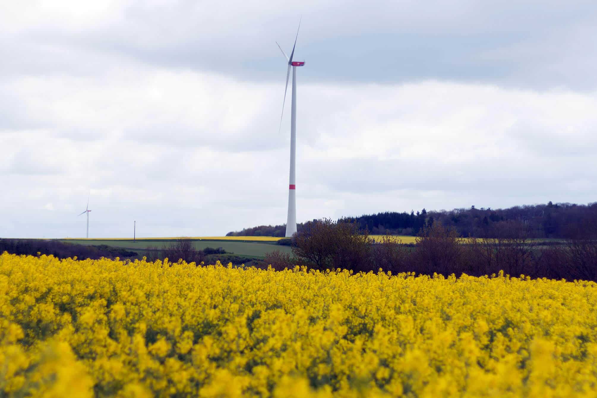 Geierlay Natur Hunsrück